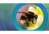 This summer&#039;s heatwave could have been bad for British bumblebees