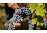 Global wine production falls to 62-year low in 2023