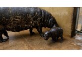 See rare pygmy hippo born in Greek zoo – and why births in captivity are so important