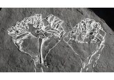 Fossil of &#039;first animal predator&#039; named after Sir David Attenborough