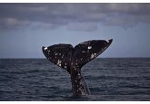 Balenele gri din Pacific, „santinele” ale ecosistemului, se micșorează odată cu încălzirea oceanelor