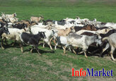 AIPA a aprobat primele cereri de plăți directe pentru animale în valoare de peste 5 milioane de lei.