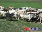Din 15 august începe o nouă etapă de depunere a cererilor pentru acordarea de plăți directe în sectorul zootehnic