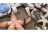 We thought starfish didn&#039;t have heads - we were wrong