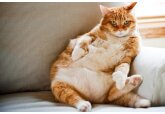 Почему считается, что все рыжие коты — это самцы?