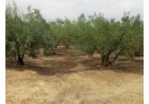 Măslinii din Spania şi-au găsit o nouă casă în Ungaria – reportaj Reuters