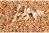 Moldovan government plans to allocate 1,300 tons of food wheat from the state reserve.