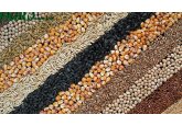 В Молдове лицензирование импорта пшеницы, кукурузы  и семян подсолнечника  продлено еще на 3 месяца. 