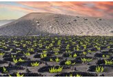 The ingenious wines birthed from black volcanic craters