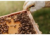 Moldova has increased honey exports 2.1 times over the year - from 900 tons in the first half of 2023 to 1 thousand 900 tons in the same period of 2024