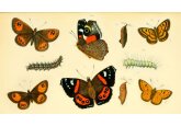 An obsessed insect hunter: The creepy-crawly origins of daylight savings