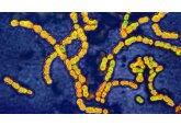Childhood flu vaccine may reduce Strep A risk, research suggests