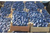 Germany&#039;s largest supermarket chain EDEKA will expand the range of fruits imported directly from Moldovan producers. 