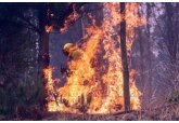 Объяснено происхождение лесных пожаров по всему миру