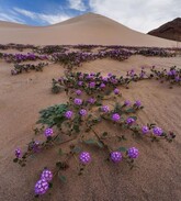 Cercetătorii cred că o floare rară din deșertul Atacama poate deține cheia pentru o problemă presantă la nivel global