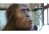 Lucy, the world&#039;s most famous human ancestor, could walk just like us, new research suggests