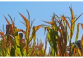 200 million lei has been allocated from the Government Reserve Fund to assist farmers affected by the 2022 crises.