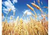 SUA încurajează discret achiziţii de îngrăşăminte ruseşti pentru a debloca comerţul cu cereale