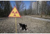 У чернобыльских собак выявили уникальные изменения ДНК