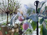 Moldova Fruct Association is calling on the authorities to declare state of emergency and take urgent measures as Moldova&#039;s fruit sector is on the brink of collapse, with losses in most of the frost-affected areas exceeding 70% of the expected harvest 