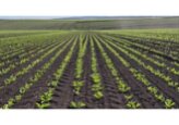 Agro SZM is the second agricultural enterprise in Moldova by the size of farmland with an indicator of 13.4 thousand hectares.