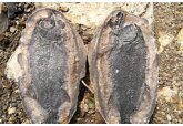 Определена скорость восстановления биосферы после массового вымирания