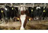 About 160 dossiers for direct payments in the livestock sector, worth 73 million lei, have been submitted in Moldova so far.