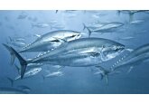 Mercury mystery: Poisonous element persists in tuna