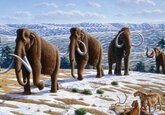 Ученые выяснили, почему исчезли мамонты в Северной Америке
