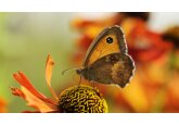 Butterfly numbers &#039;worryingly low&#039; despite good weather