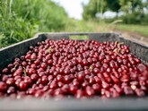 In June 2025, Moldova ranked fourth in the world in terms of cherry exports, with $3.1 million and a market share of 3.5% - Veaceslav Ionita