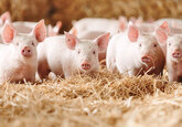 Într-o avalanşă de scumpiri, carnea de porc se ieftineşte în Europa, din cauza pandemiei de pestă porcină. Piaţa dă semne că preţurile vor continua să se ducă în jos