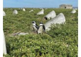Case de pinguini