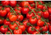 Fermierii slovaci îşi suspendă producţia de roşii în contextul scumpirii energiei