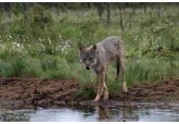 Who killed the last wolf in Wales?