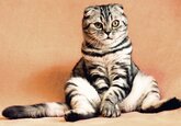 Ученые выяснили, какие животные могут подцепить коронавирус