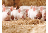 China ar putea începe să simtă suflul inflaţiei odată cu scumpirea cărnii de porc