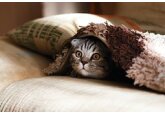 Выявлена истинная реакция кошек на общение с человеком