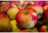 Producția de fructe a României, compromisă - Prăpăd la cireșe, mari pierderi la mere