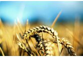 Ucraina: Producţia de grâu ar urma să scadă cu 40%