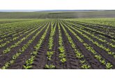 Agro SZM является вторым по размеру сельхозугодий агропредприятием в Молдове с показателем 13,4 тыс. га.