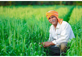 India așteaptă un record la producțiile de grău şi orez
