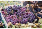 Moldovan table grape exports to the EU in the first 10 months of 2024 amounted to 627 million lei, which is 1.9 times more than in the same period a year earlier