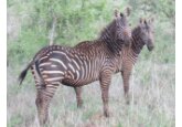 Zebra imperială, cea mai rară din lume, este în pericol din cauza secetei din Kenya 