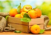 Din ce în ce mai mulți producători sunt interesați să planteze livezi de caise, suprafața acestora în Moldova a crescut cu aproape 60%, ajungând la 4.600 ha în 10 ani.