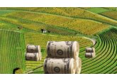 From March 3 to 7 AIPA approved subsidies worth 36 million lei to be paid to agrarians 