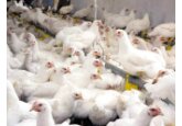 Turcia limitează exporturile de carne de pui pentru a stăvili creşterea puternică a preţurilor