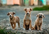 Собаки оказались способными считать не хуже двухлетнего ребенка