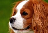 Ученые определили самую болезненную породу собак
