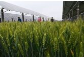 Мировые цены на пшеницу упали до двухлетнего минимума